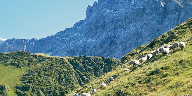Kranke Schafe auf weitläufigen Alpen zu pflegen, verursacht bei den Älplern einen enormen Mehraufwand.