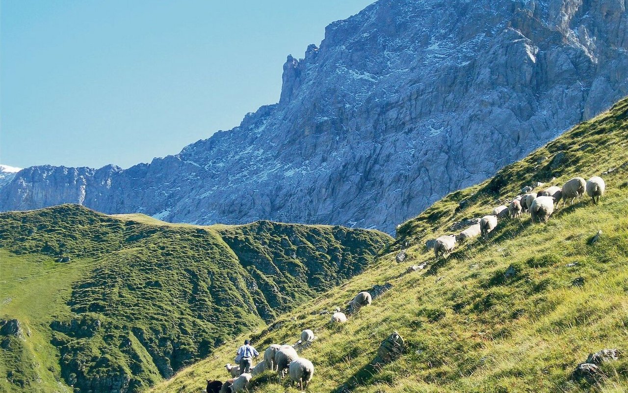 Kranke Schafe auf weitläufigen Alpen zu pflegen, verursacht bei den Älplern einen enormen Mehraufwand.