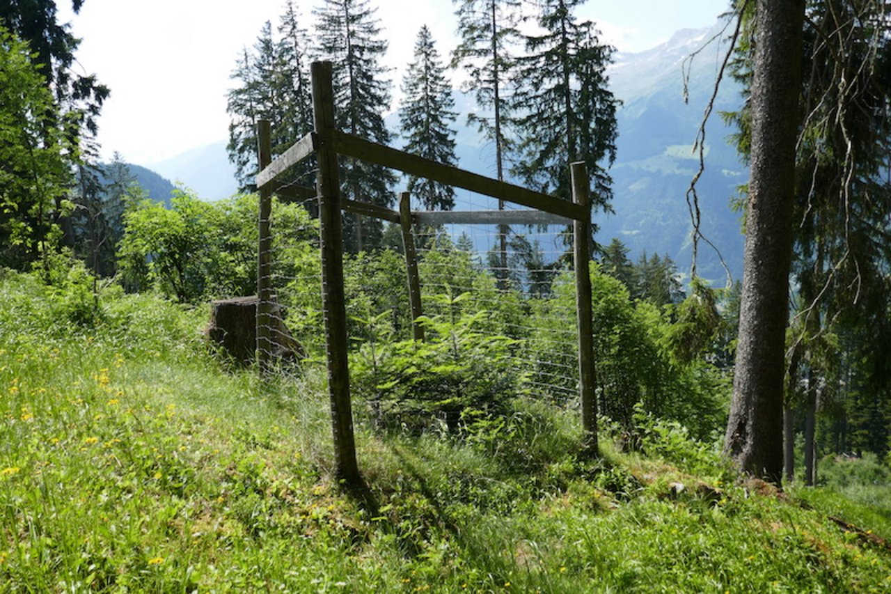 Hilf gegen Wildverbiss: Einzelschutz von Bäumen. (Bild Amt für Wald und Naturgefahren Graubünden)