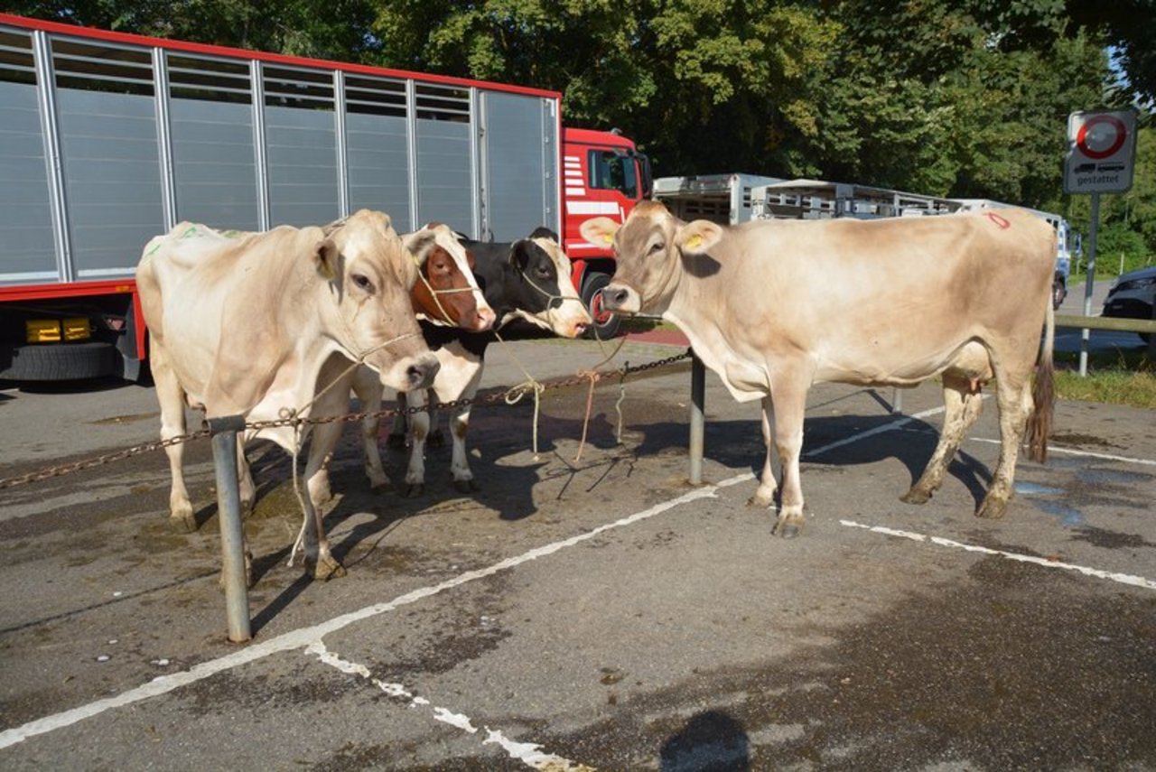 Der Gesetzesartikel über Viehmärkte und Ausstellungen hat eine Lücke, wegen der die Präventionsmassnahmen gegen BVD leicht umgangen werden könnten. (Symbolbild BauZ)