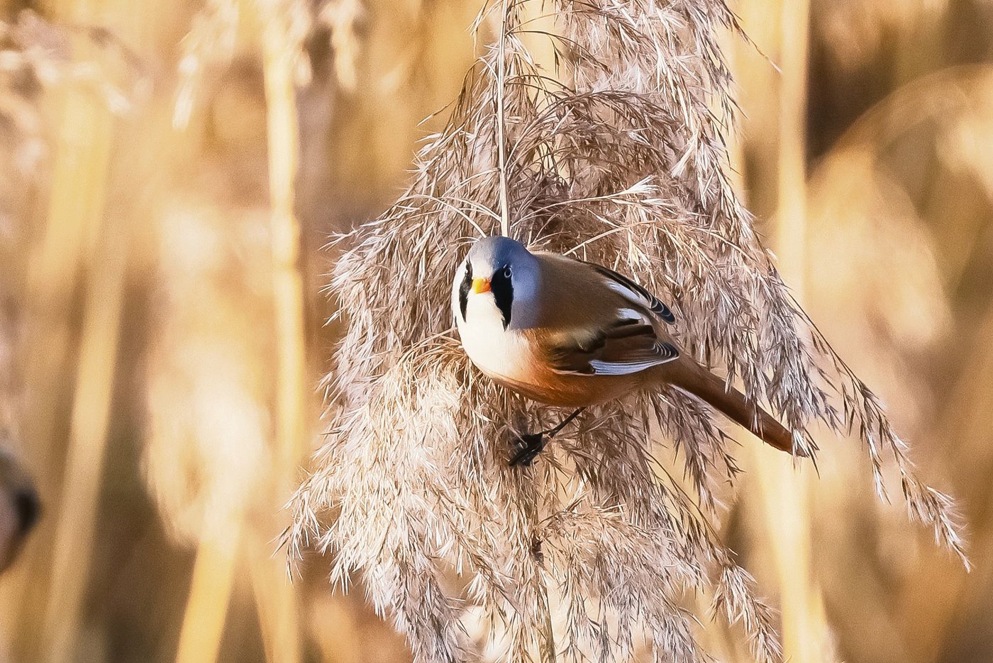 Die Bartmeise (Panurus biarmicus) ist eigentlich keine echte Meise und lebt gerne in Schilfgürteln.