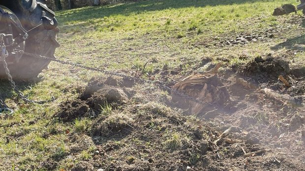 Wurzeln raus, bevor Wurzeln raus, bevor es Platz für die Kürbisse gibt: Svenja Valentin bereitet den Boden auf die Saat vor.