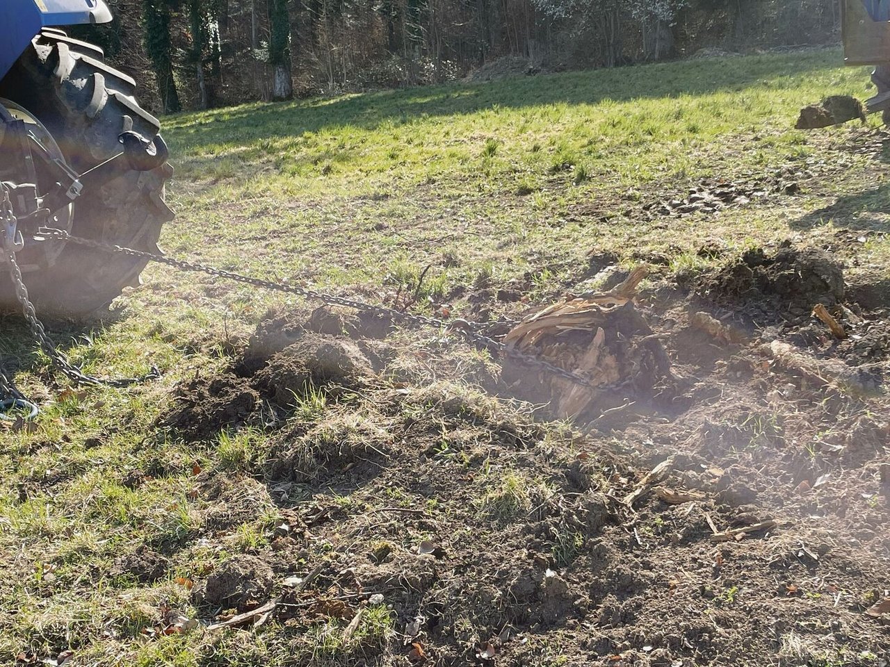 Wurzeln raus, bevor es Platz für die Kürbisse gibt: Svenja Valentin bereitet den Boden auf die Saat vor.