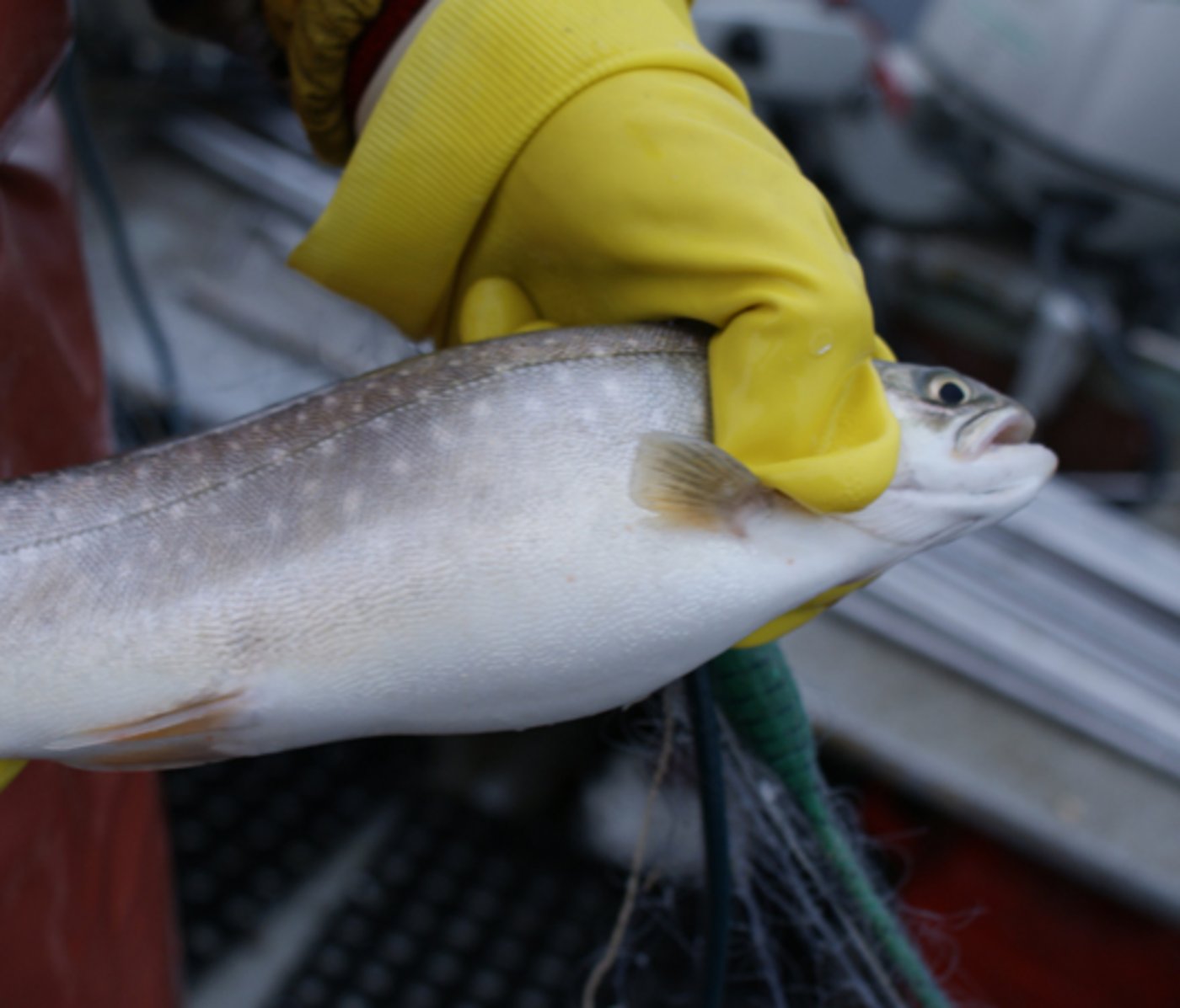 Beim Gotthard-Nordportal können bald Fische gezüchtet werden. (lid)