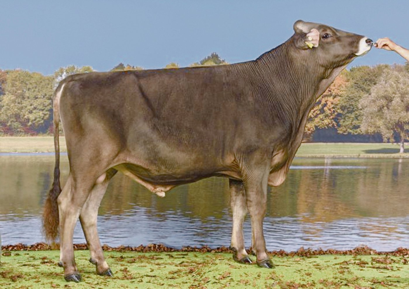 Symbaboy Ski Star vererbt sehr hohe Inhaltsstoffe und seine Töchter haben schöne Euter. 