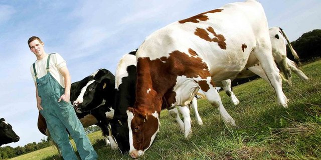 Der Bauernverbund fordert, die klein strukturierte Landwirtschaft in Österreich nicht südamerikanischen Rinder- und Zuckerbaronen zu opfern. (Bild Eileen Gruschka/landwirtschaft.ch)