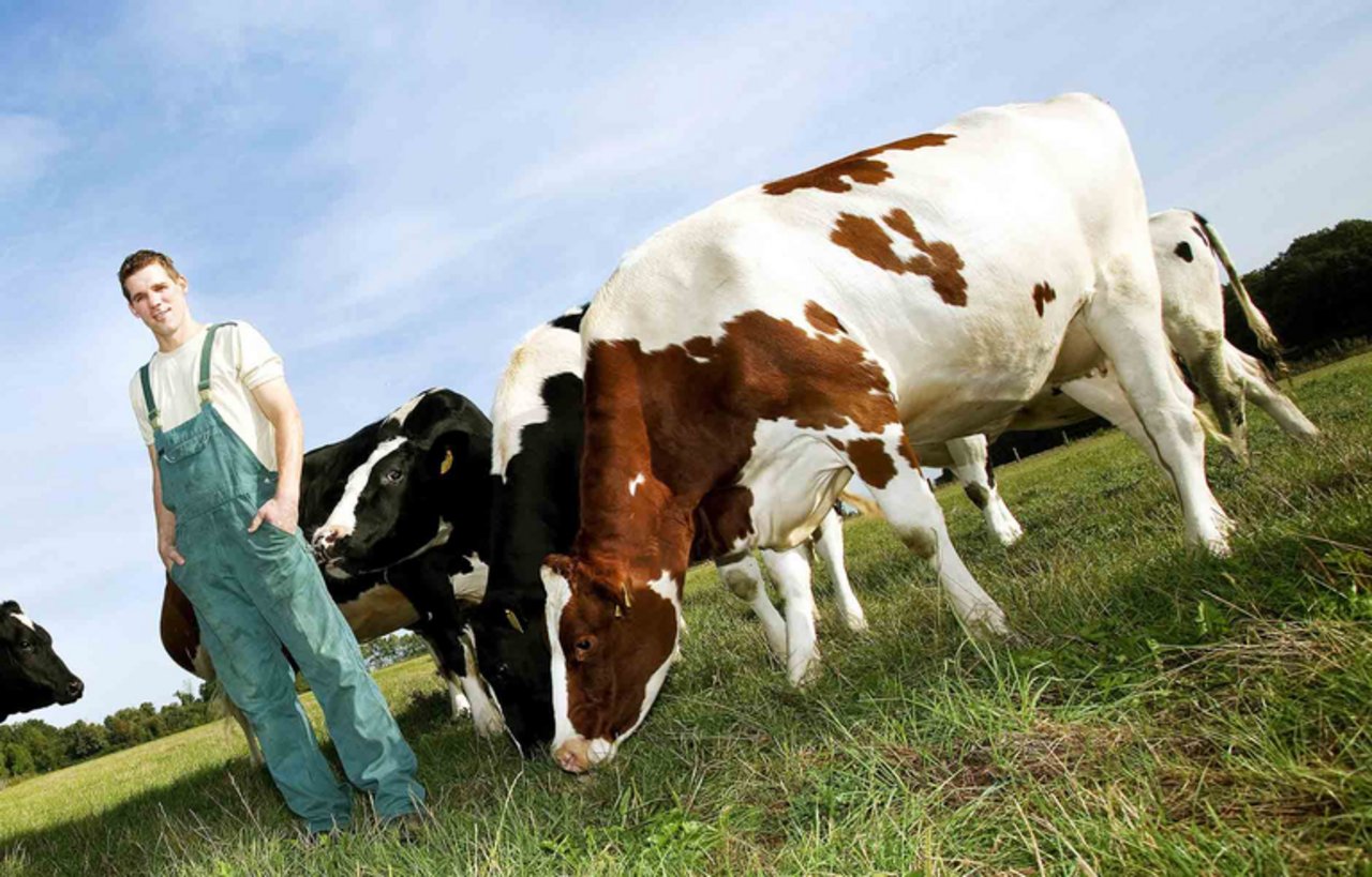 Der Bauernverbund fordert, die klein strukturierte Landwirtschaft in Österreich nicht südamerikanischen Rinder- und Zuckerbaronen zu opfern. (Bild Eileen Gruschka/landwirtschaft.ch)