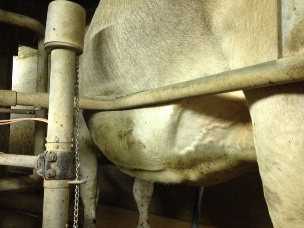 Auf dem Betrieb mit tausenden Kühen werden Tiere systematisch Durst, Hunger und Gewalt ausgesetzt. (Symbolbild Aline Küenzi)