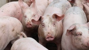 Mastschweine IPS