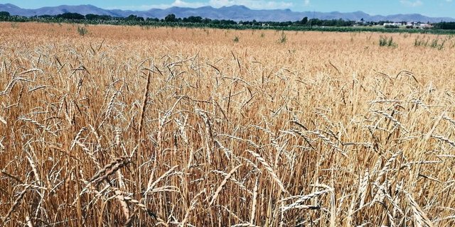 «Wenn man bedenkt, dass wir nur säen und ernten und auf chemische und mechanische Unkrautbekämpfung verzichten, präsentiert sich der Dinkel recht sauber», zeigt sich Egon Tschol zufrieden.
