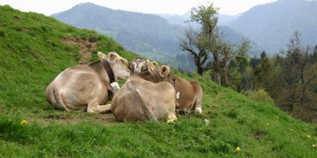 Die Preise für Schlachtkühe sind derzeit stark unter Druck. (Bild BauZ)