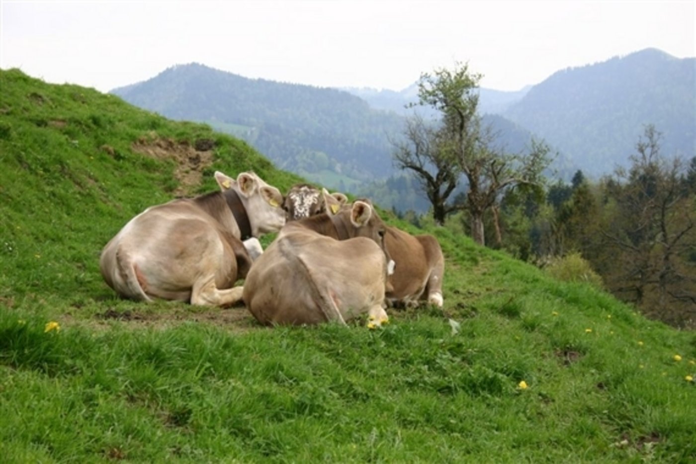 Die Preise für Schlachtkühe sind derzeit stark unter Druck. (Bild BauZ)
