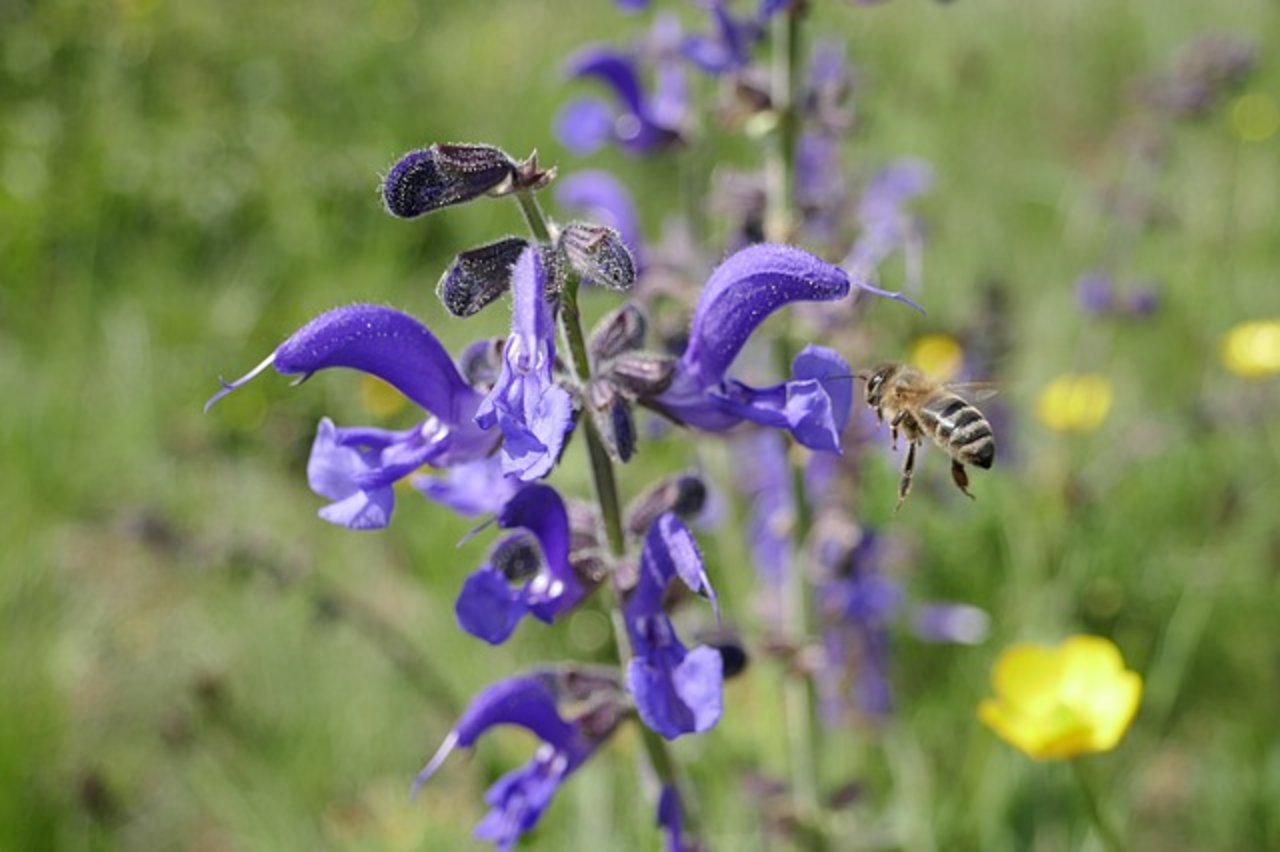 Bienen reagieren viel stärker als Wirbeltiere auf die selektiven Nervengifte Neonicotinoide. (Bild Pixabay)
