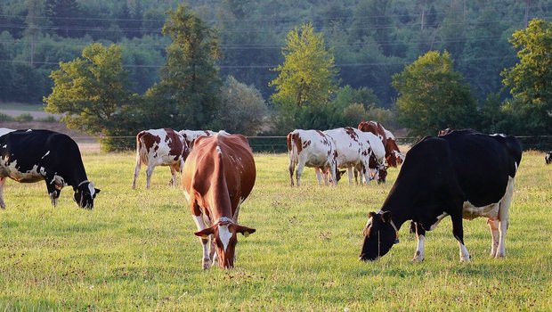 Milchkühe sollen vor allem Wiesenfutter fressen.