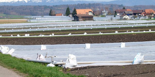 Bei Frostnächten Kulturen möglichst wieder doppelt decken. Die Sturmsicherung nicht vergessen. (Bild Agroscope)