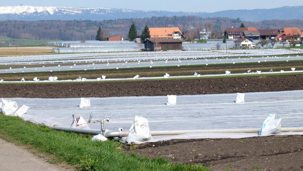 Bei Frostnächten Kulturen möglichst wieder doppelt decken. Die Sturmsicherung nicht vergessen. (Bild Agroscope)