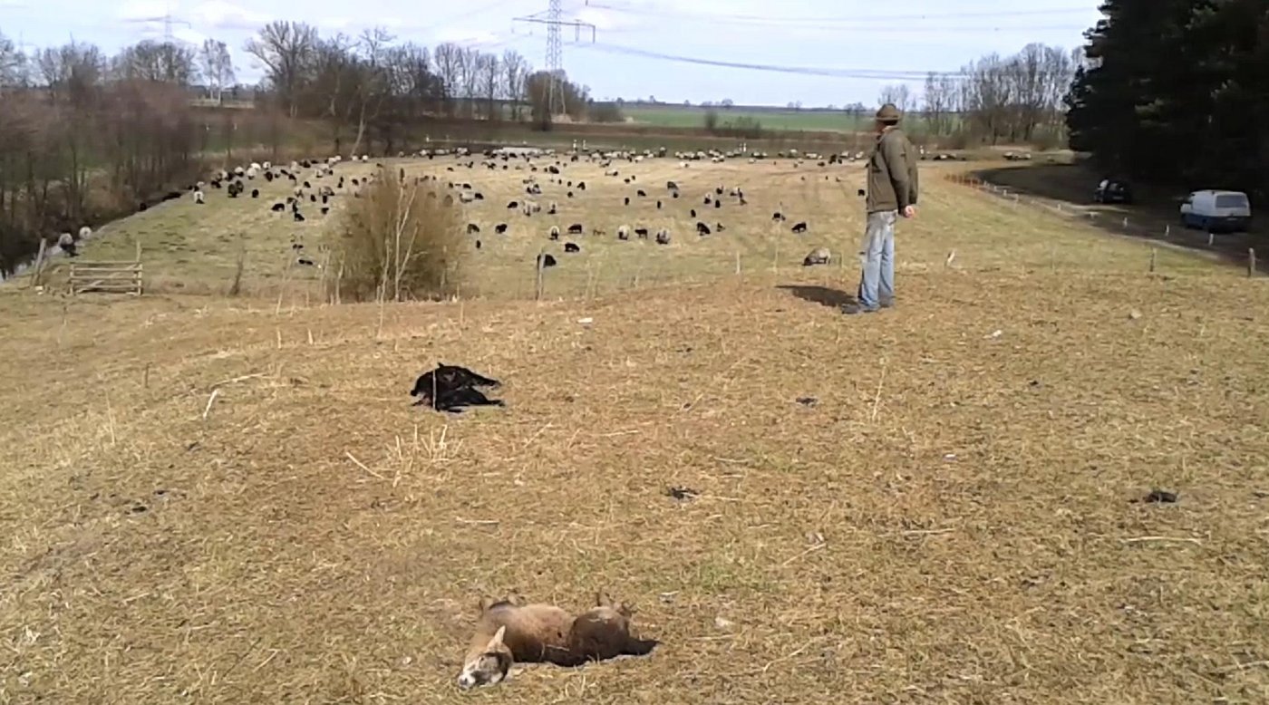Schäfer Armin Winnige inmitten der toten Lämmer. (Bild Screenshot Märkische Wochenzeitung)