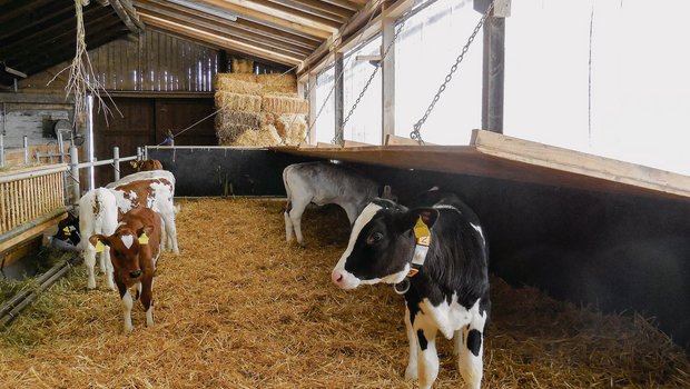 Eine Möglichkeit, das Mikroklima für Kälber zu gewährleisten: Man montiert eine aufziehbare Holzplatte über einen Teil des Liegebereichs. (Bilder Astrid Lussi, BBZN Hohenrain)