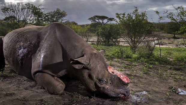 Das Bild eines gewilderten Nashorns gewinnt den Titel Wildlife-Foto des Jahres. (Bild Brent Stirton)
