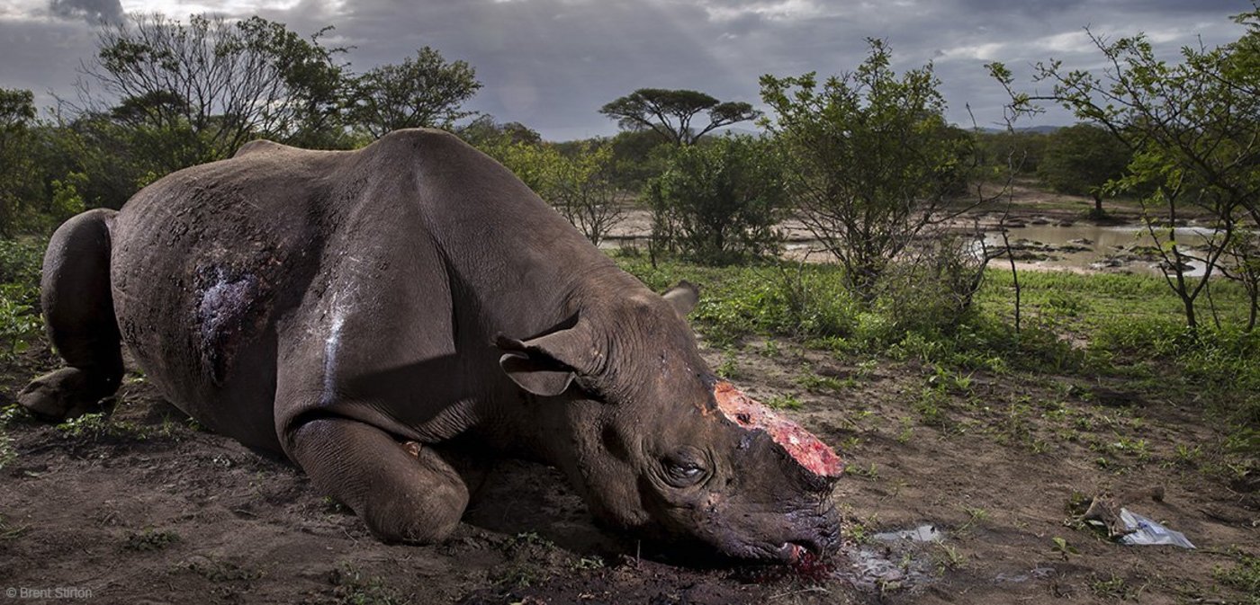 Das Bild eines gewilderten Nashorns gewinnt den Titel Wildlife-Foto des Jahres. (Bild Brent Stirton)