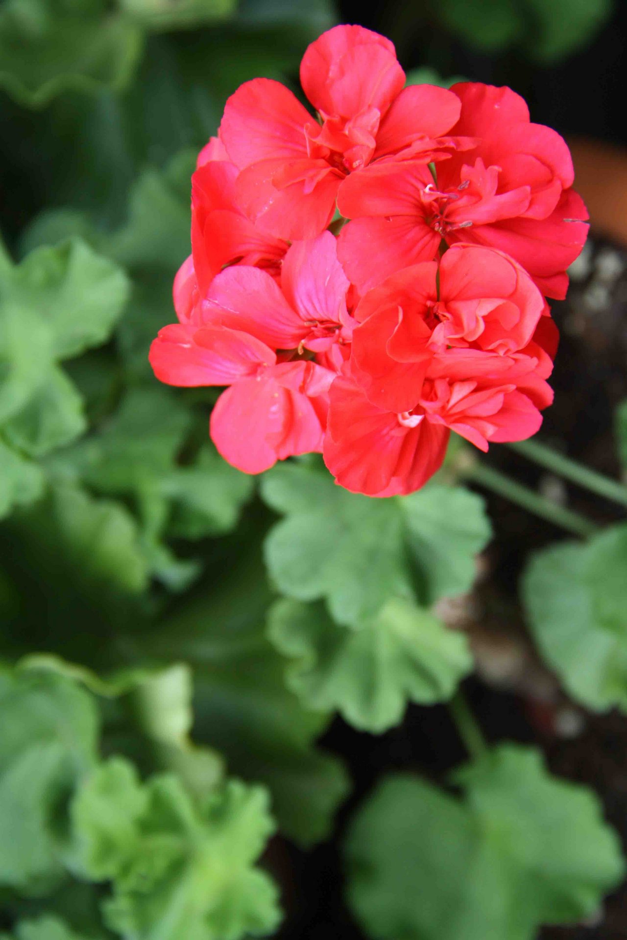 Geranium oder Pelargonie eine Erklärung bauernzeitung.ch