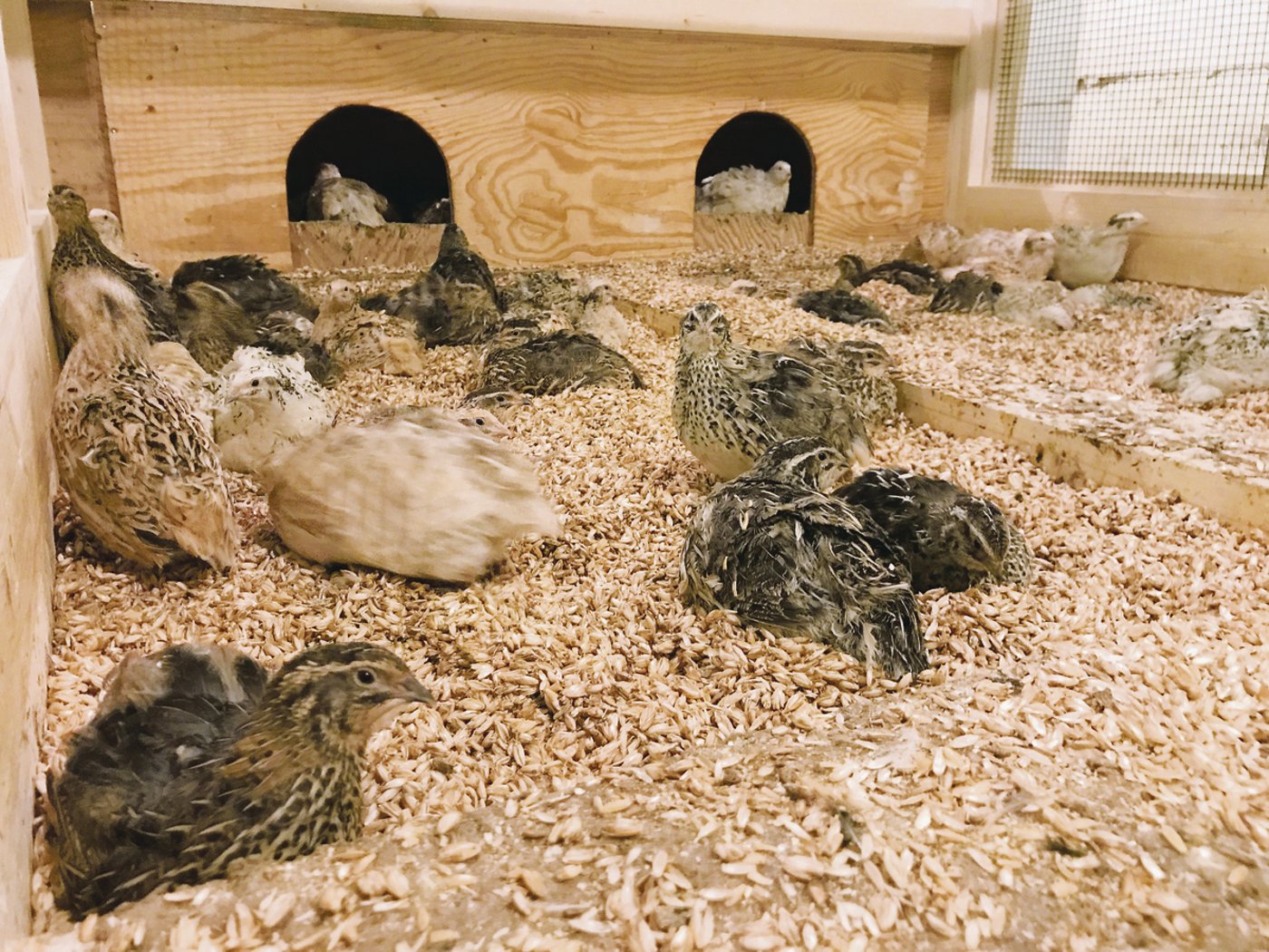 Wachteln benötigen Rückzugsmöglichkeiten sowie Einstreu, in dem sie ein Bad nehmen können.			(Bild Dominik Fässler)