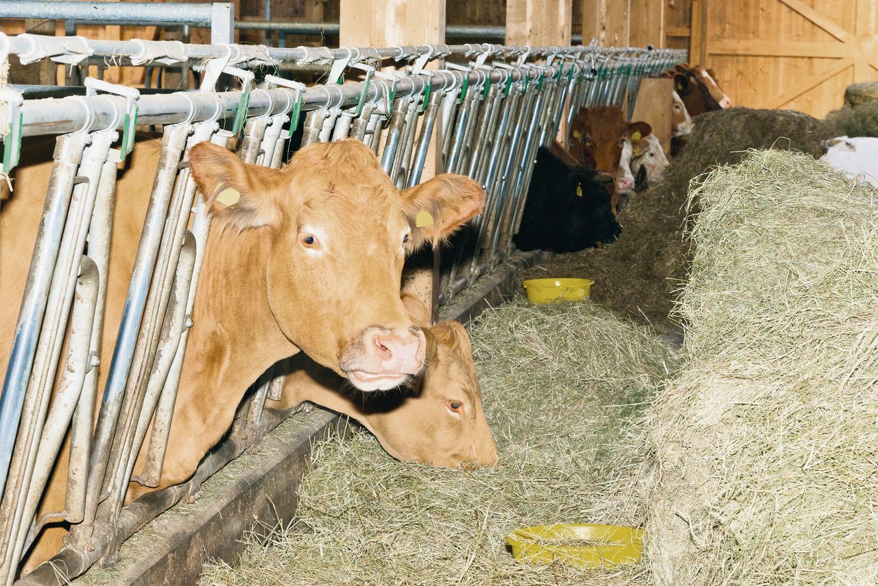 Momentan wächst noch nicht viel Gras auf den Weiden. So müssen Landwirte ihre Tiere grösstenteils im Stall füttern. Die Heustöcke sehen noch gut aus. (Bild BauZ)