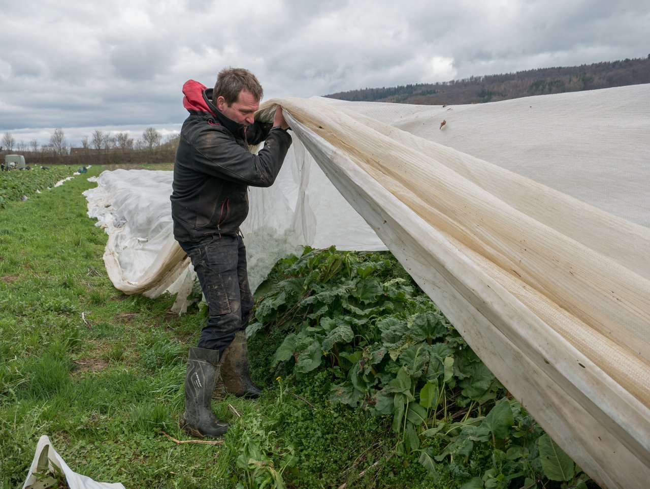 Gemüsegärtner Martin Schärer baut auf 4 Hektaren Spargel an. (Bild ep)