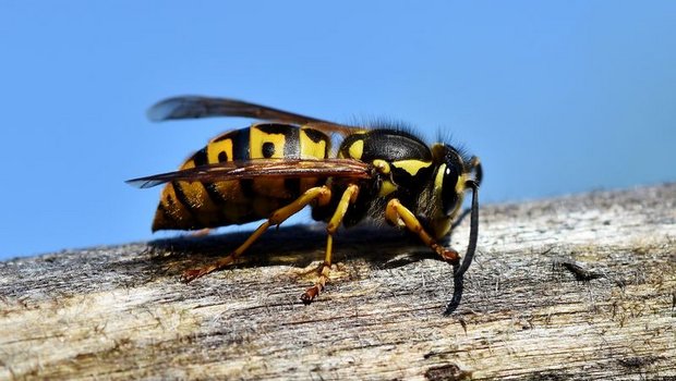 Obwohl es viele Wespen hat, könne man noch nicht von einer Plage sprechen. (Bild lid)