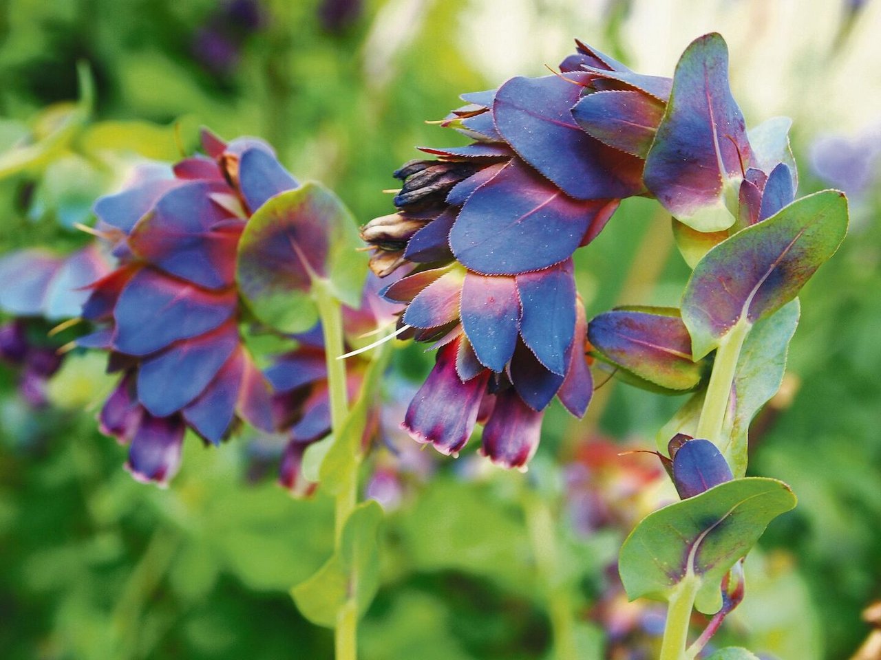 Die Wachsblume der Sorte «Purpurascens» überwintert in milden Wintern und sät sich selber aus.