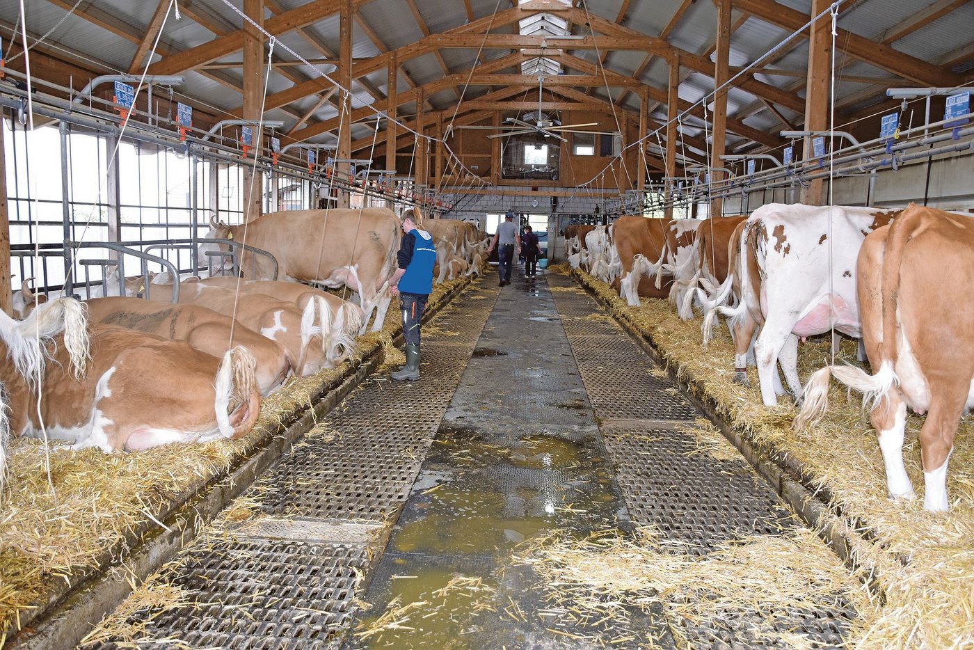 Der schöne Anbindestall von Grafs. Auf jedem Läger haben je 24 Kühe Platz. Links die Simmentaler-, rechts die SF-Kühe.