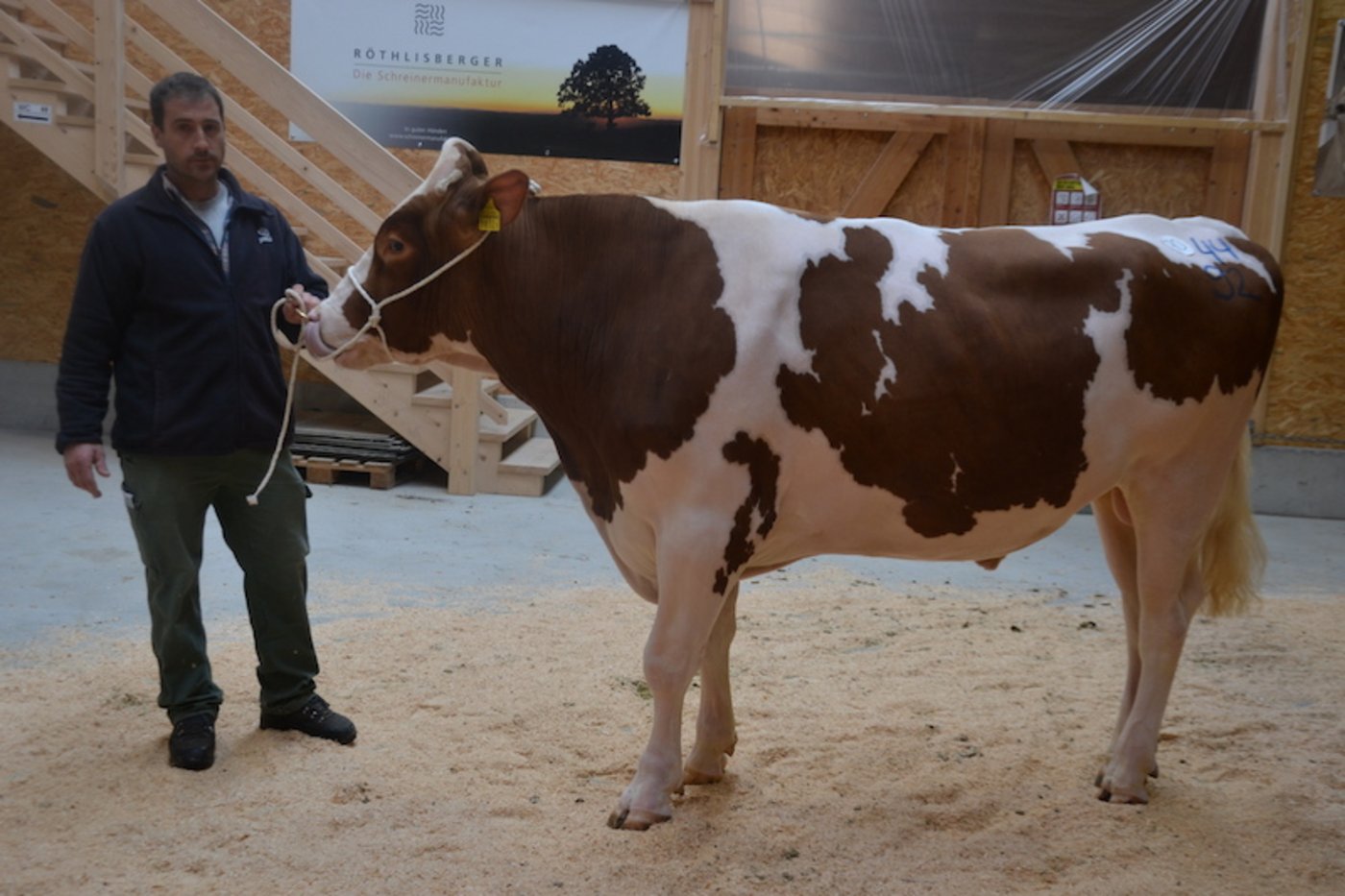 Bei der Rasse Red Holstein/Holstein stand am Schluss Abbühls Devour Bacardi (44 90) von Bernhard Wisler aus Oberthal BE zuoberst auf dem Podest. Bacardi kommt aus der Zucht von der GG Abbühl aus Weissenburg.