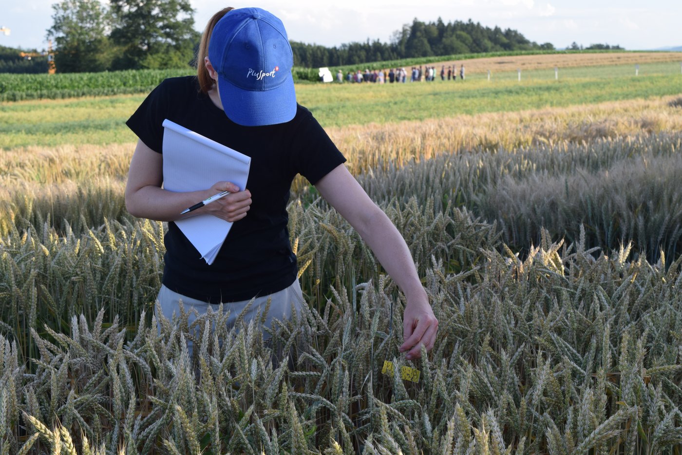 Versuch zur Applikationstechnik. Die dunkle Farbe auf dem gelben Zettel zeigt, wie gleichmässig das Fungizid auf der Kultur verteilt wurde.