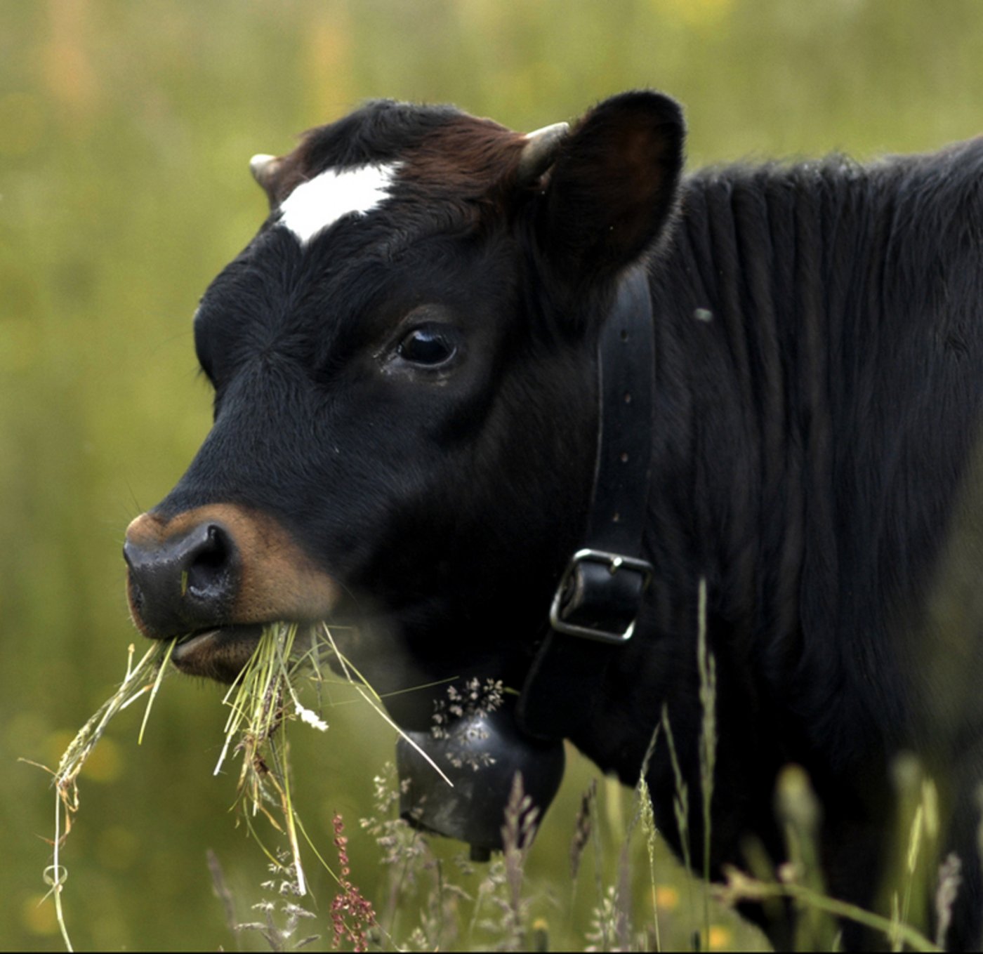 Ihren Namen verdanken die Evolèner dem Dorf Evolène im Wallis.