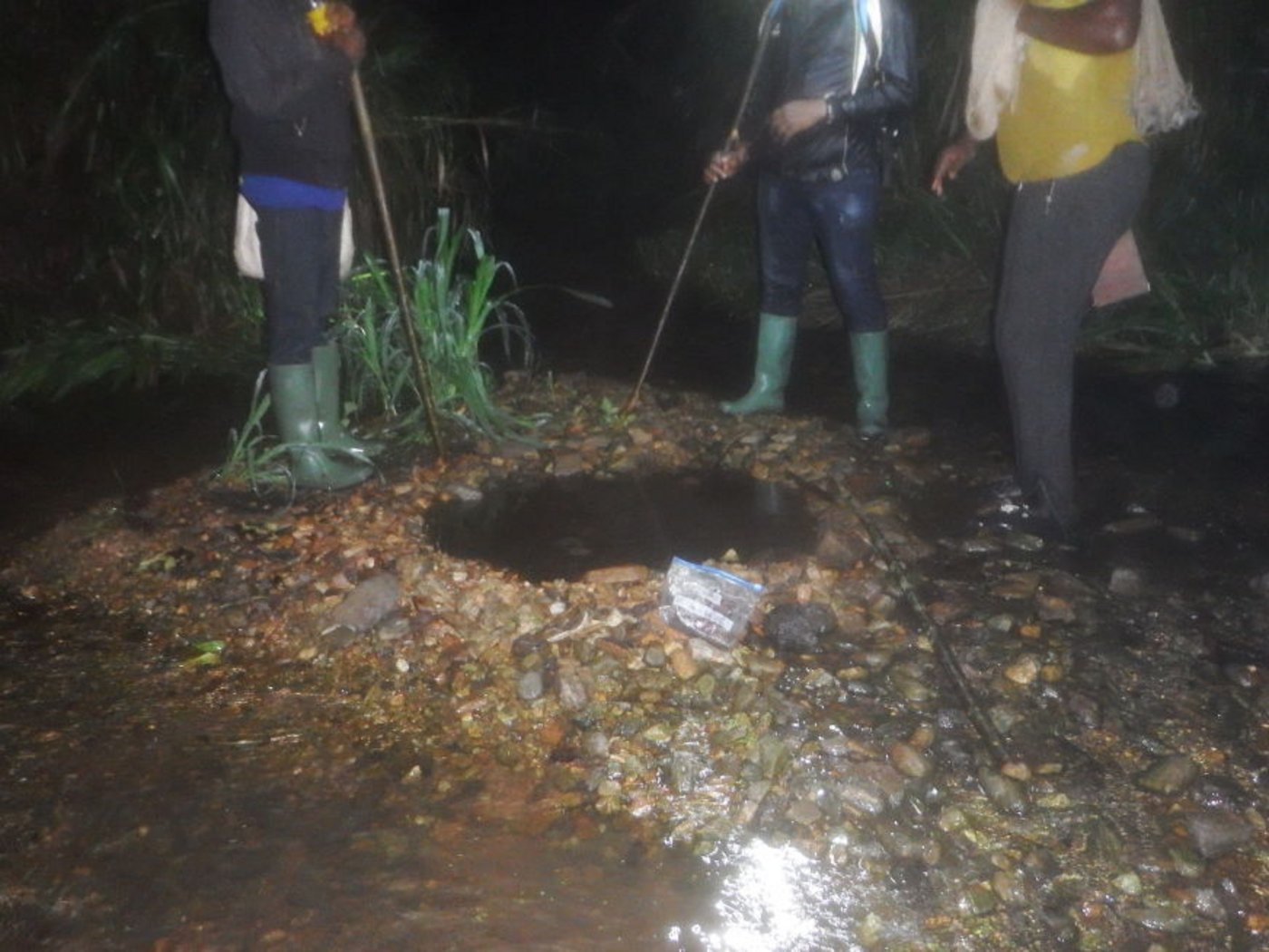 Diese Steinnester sind das Werk von Goliath-Fröschen. (Bild Frog and Friends)