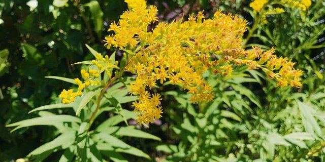 Im Moment erkennt man die 60 bis 120 cm hohen Goldruten sofort an ihren gelben Blütenständen.