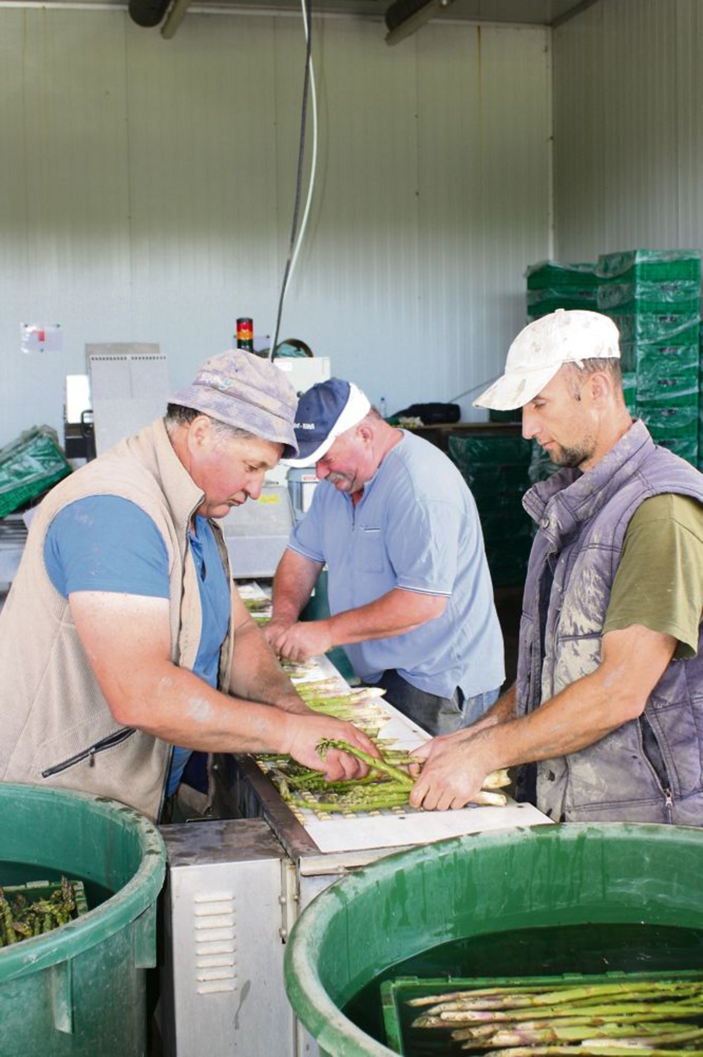 Viel Handarbeit ist trotz der Wasch- und Sortieranlage nötig. Heinz Köhli (Mitte) und die langjährigen  Mitarbeiter Stanislaw Wosk (links) und Thomas Sobolewski sind konzentriert bei der Sache. 