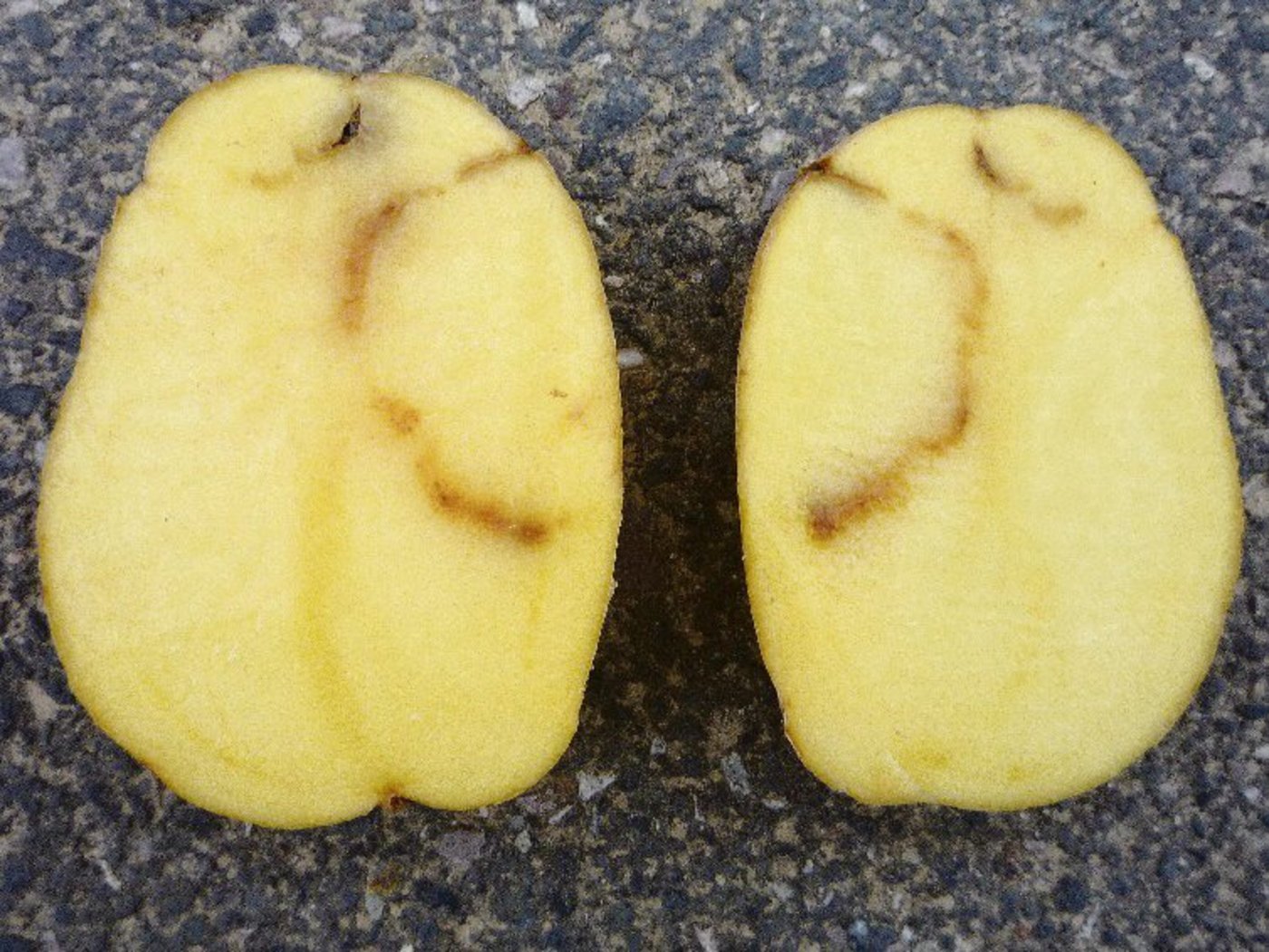 Typisches Schadbild eines TRV-Befalls.(Bild Agroscope)