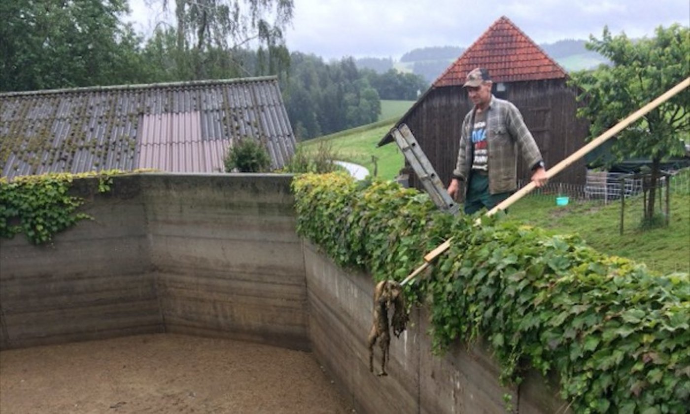 Kurz nachdem die Milchkühe die ersten Botulismus-Symptome zeigten, schwamm der tote Fuchs in der Güllegrube auf. Daniel Käser entfernt den Kadaver. (Bild Elisabeth Käser)