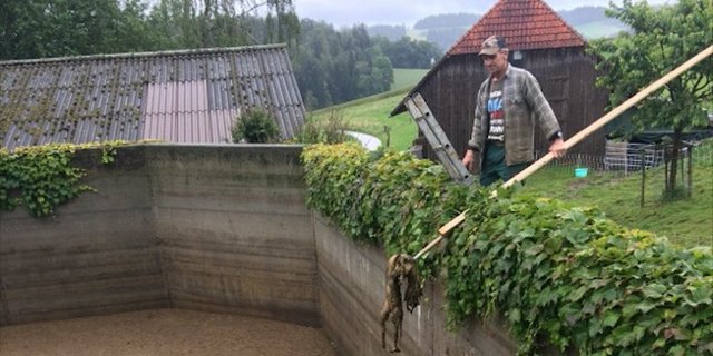 Kurz nachdem die Milchkühe die ersten Botulismus-Symptome zeigten, schwamm der tote Fuchs in der Güllegrube auf. Daniel Käser entfernt den Kadaver. (Bild Elisabeth Käser)