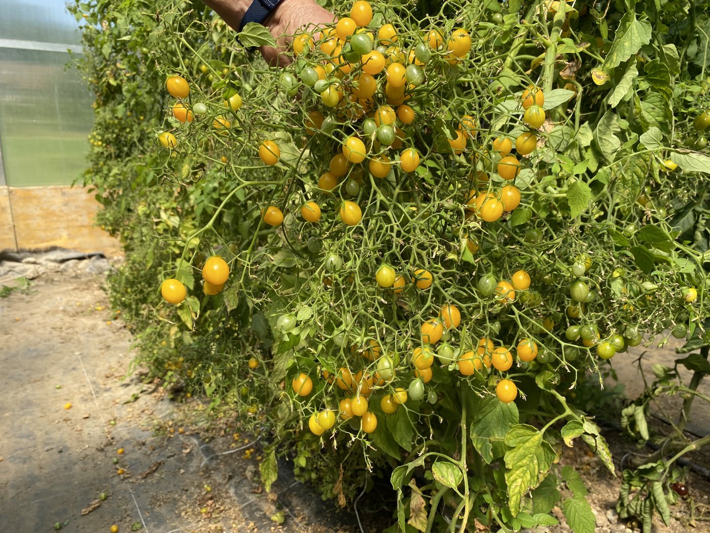 Fast wie Beeren: Perltomaten schmecken süsslich und mild. 