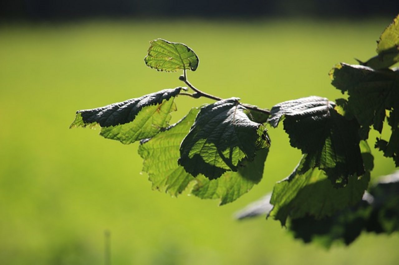 In der Strafverfügung heisst es, der Landwirt habe "der Beschädigung eines Lebensraumes für Tier- und Pflanzenarten, der nicht korrekten Pflege, beziehungsweise des nicht korrekten Heckenschnitts sowie des Heckenschnitts ohne die erforderliche Ausnahmebewilligung" schuldig gemacht. (Symbolbild Pixabay)