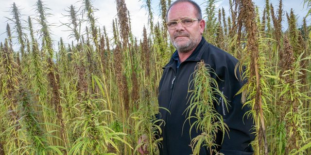 Hans-Peter Frey aus Muri ist einer von 13 Bauern, die beim Freiämter Hanfprojekt mitmachen. (Bilder ep)