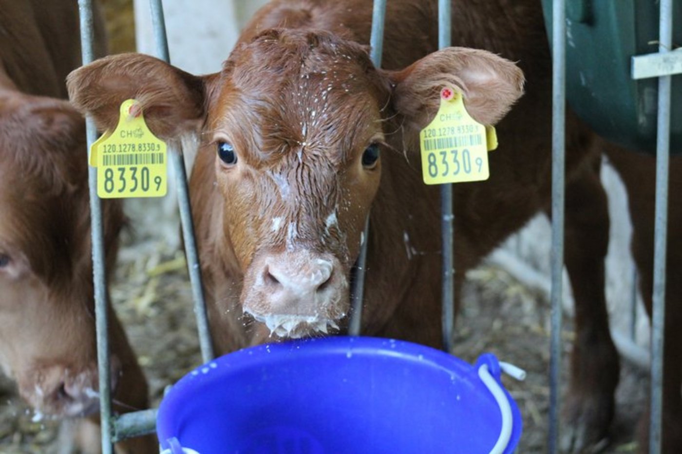 Wunschkalb auf Bestellung: Bauern können das Geschlecht der Kälber selbst bestimmen. (Gabriela Wüst/landwirtschaft.ch) 
