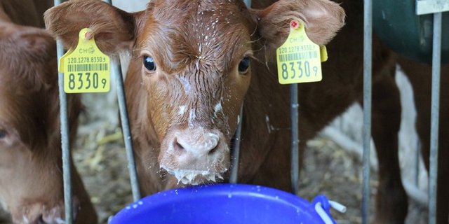 Wunschkalb auf Bestellung: Bauern können das Geschlecht der Kälber selbst bestimmen. (Gabriela Wüst/landwirtschaft.ch) 