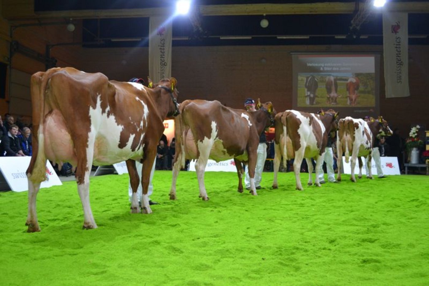 Die eindrückliche Nachzuchtgruppe von Isor, der zum Stier des Jahre gewählt wurde. (Bild jsc)