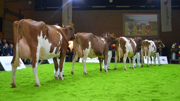 Die eindrückliche Nachzuchtgruppe von Isor, der zum Stier des Jahre gewählt wurde. (Bild jsc)