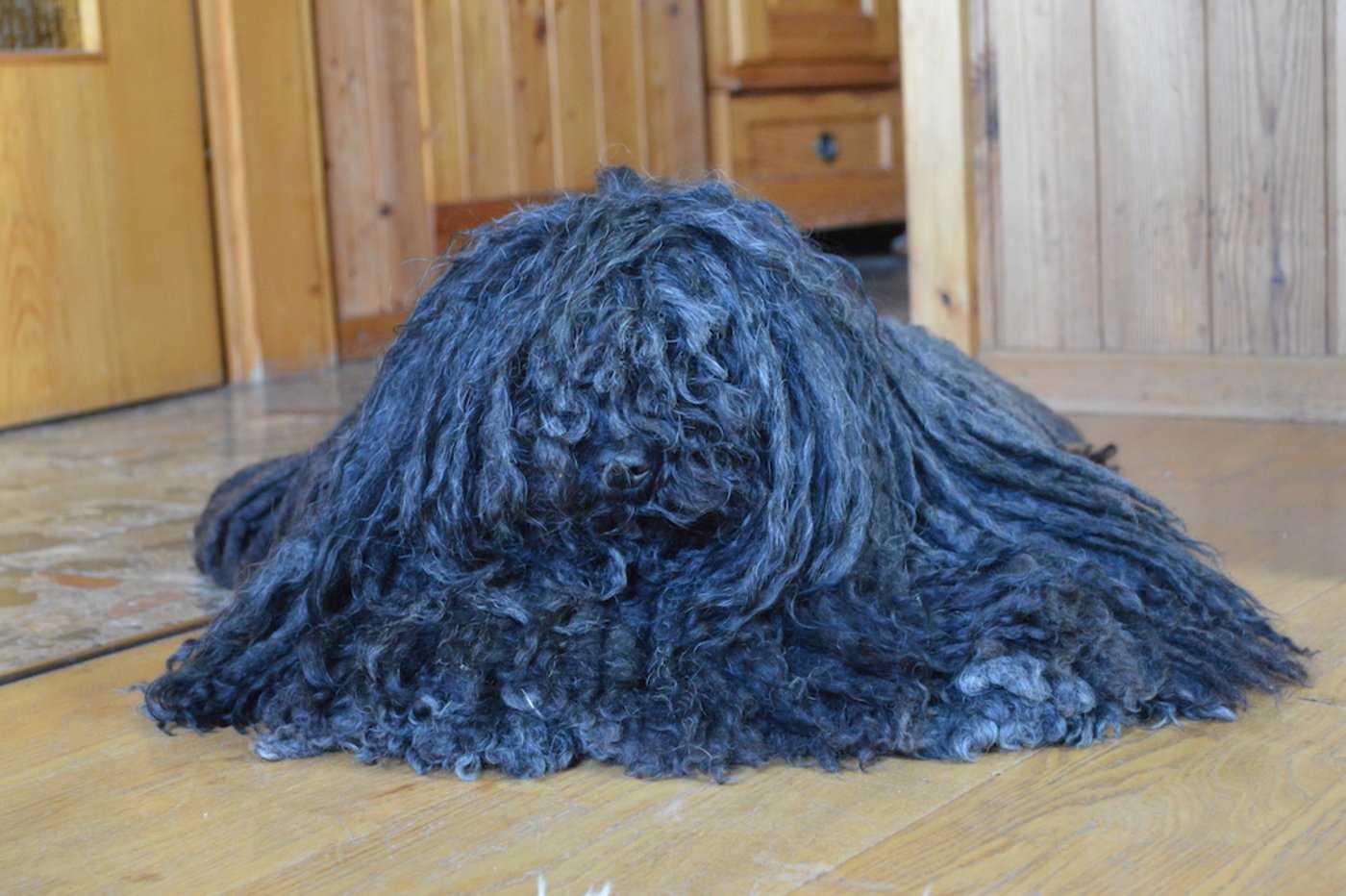 Ilena sorgte für kräftiges Bellen und Jöö-Momente.