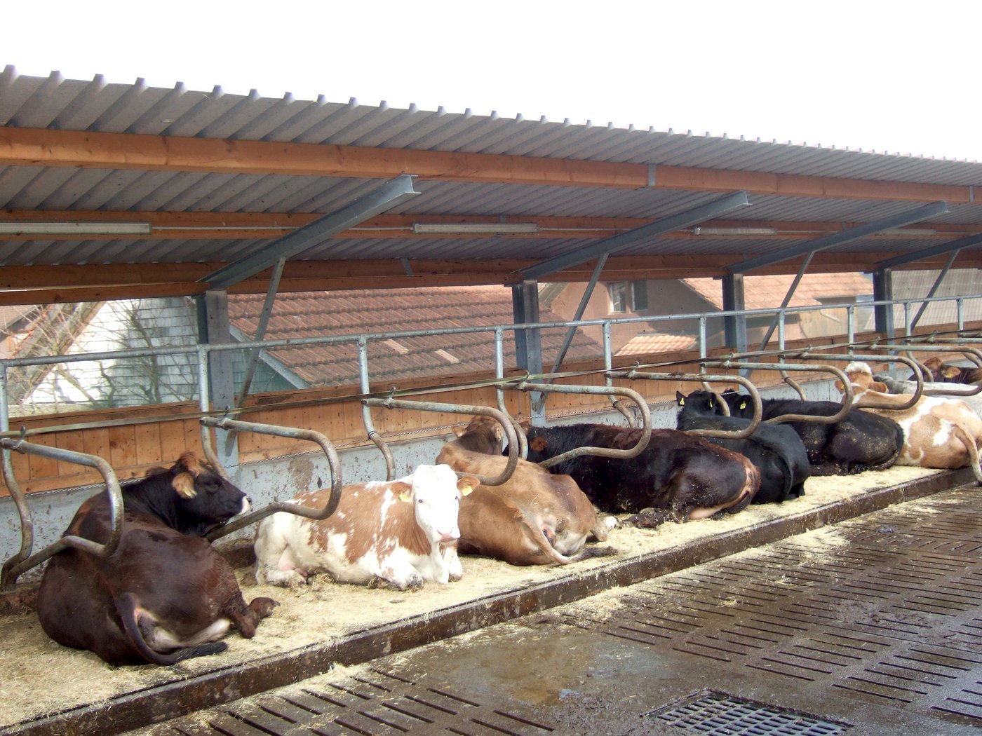 Der mit einem Pultdach erstellte Neubau-Teil auf dem Mutterkuhbetrieb von Manfred Wolf in Giswil.