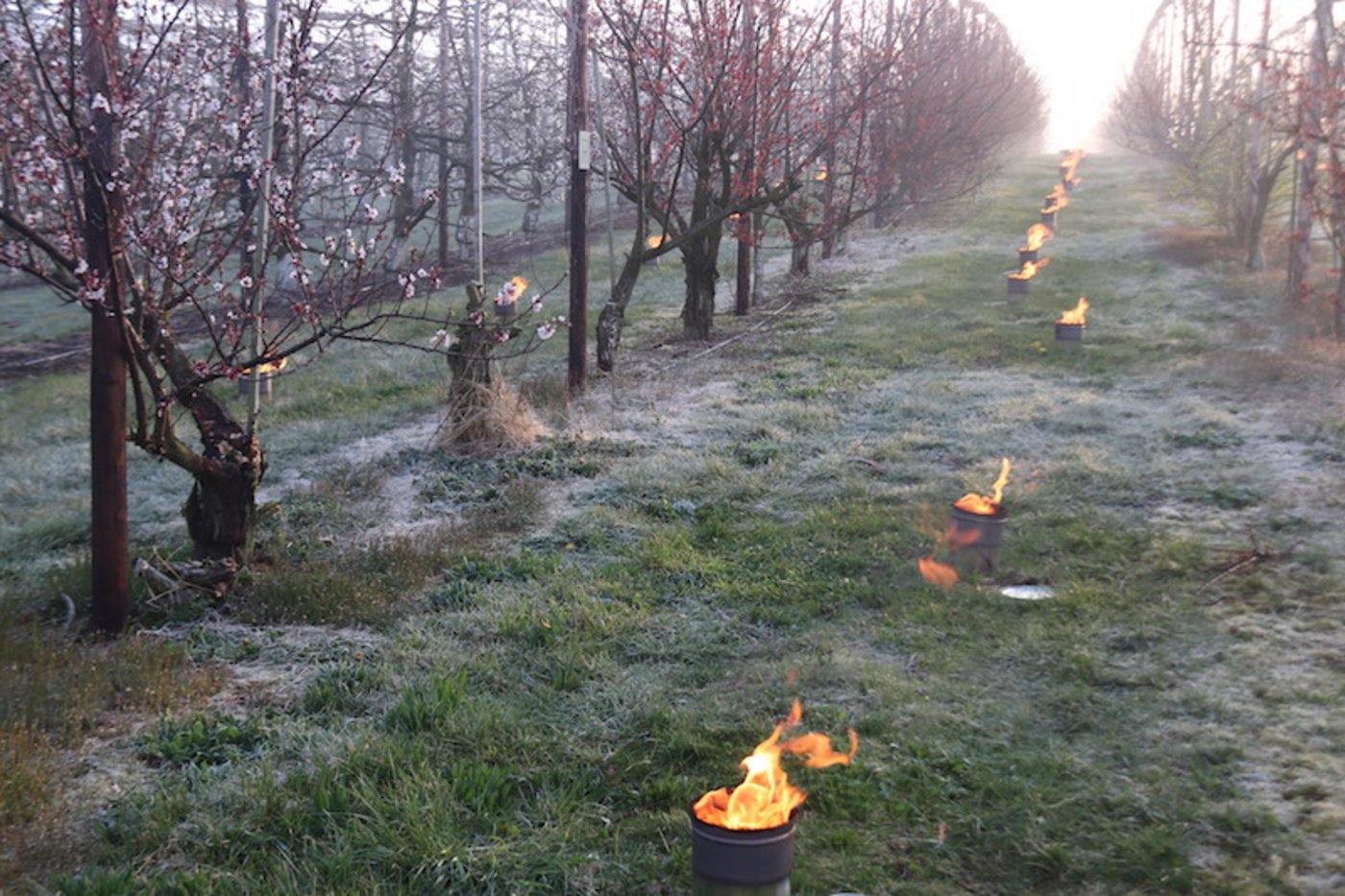 Am kommenden Wochenende drohen Frostnächste. Das könnte zum Einsatz von Frostkerzen führen, wie bereits am 6. April dieses Jahres in Andelfingen. (Bild Roland Müller)